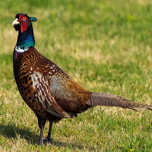 common pheasant bird