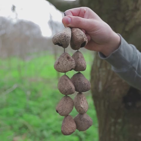 String Pangi seed nut cluster shaker sound demonstration